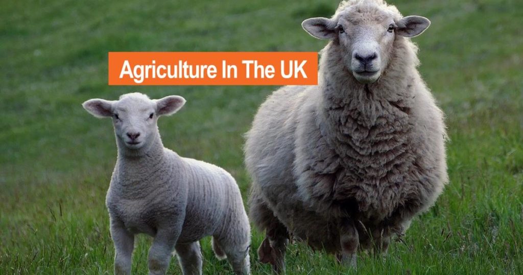 Image of sheep for farming in the UK