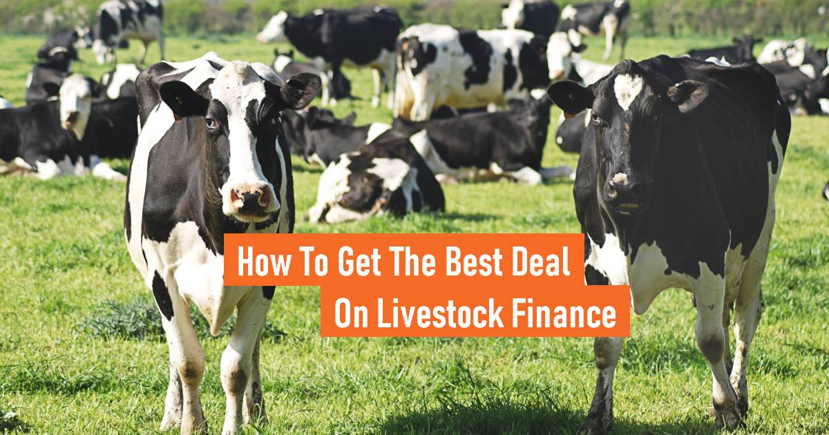 Photo of cows with strap line how to get the best deal on livestock finance