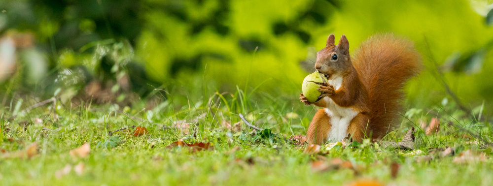 Photo of squirrel to depict protecting wildlife through sustainable farming