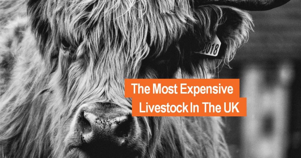 Most expensive livestock in UK photo