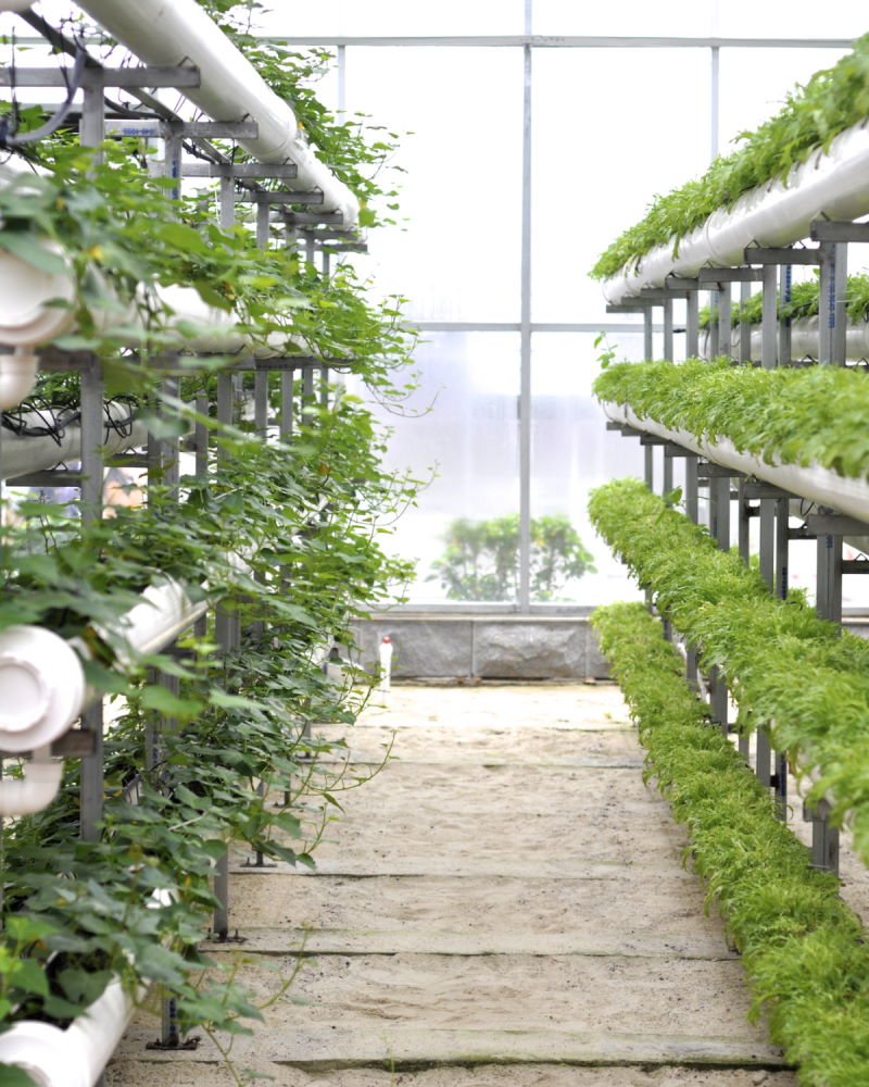 Vertical farm hydroponics image