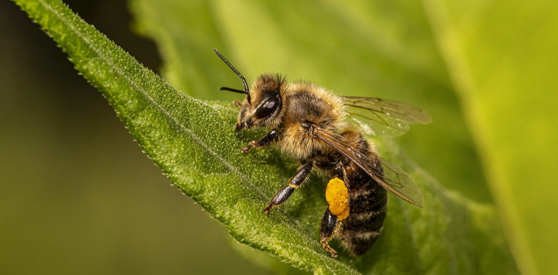 Image of bee transferring pollen on hemp plants