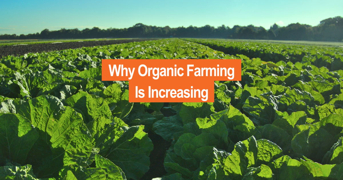 Image of organic farm