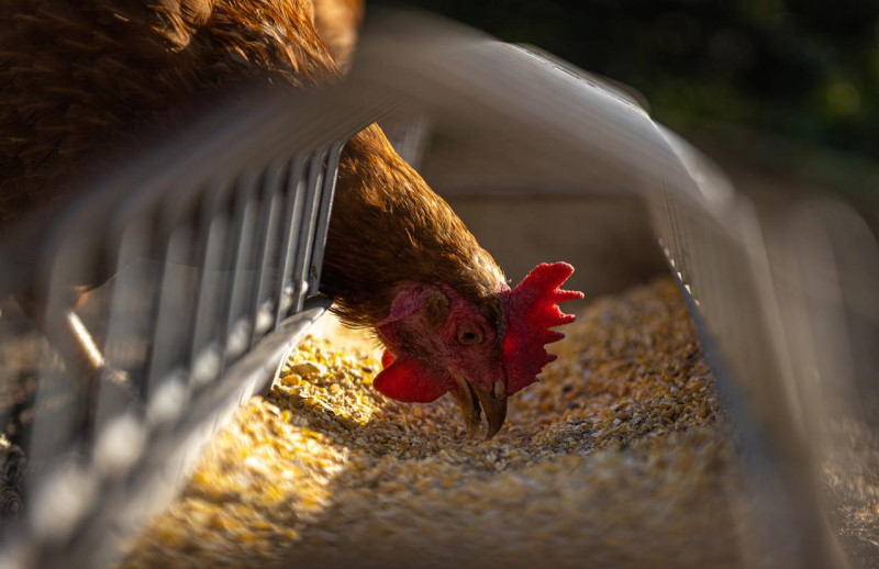 picture of hen feeding