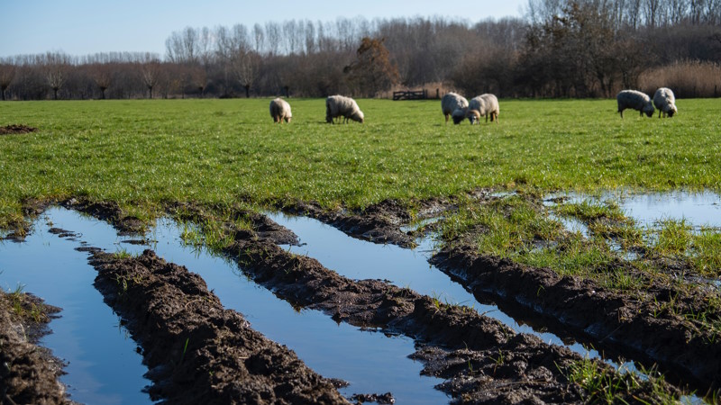 Rutted and flooded farmers field