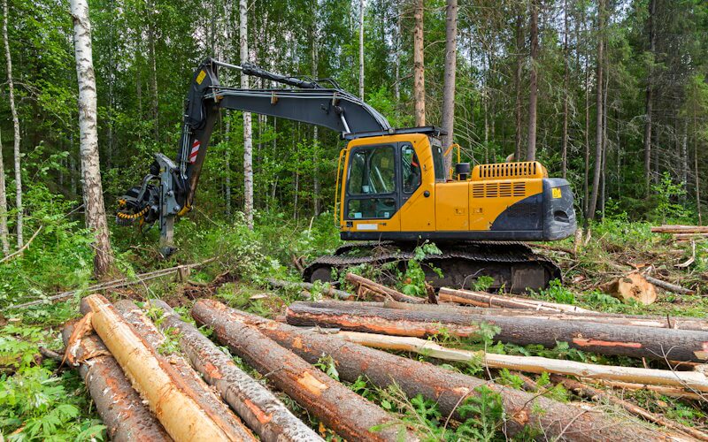 Forestry excavator felling trees