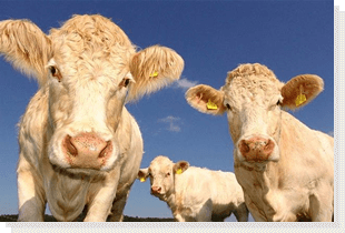 Livestock Finance