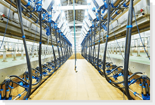 Milking & Robotic Systems