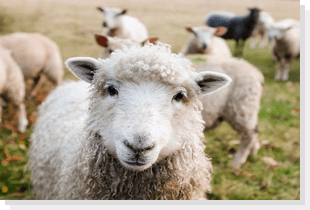 Sheep & Tups